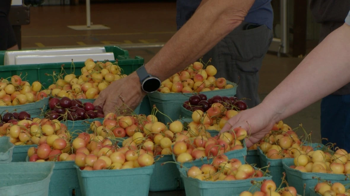 After years of losses, fruit growers in the Okanagan celebrate bountiful harvest