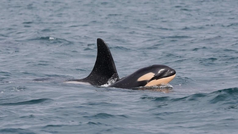 'Sign of hope' for endangered killer whales as research centre confirms newborn calf