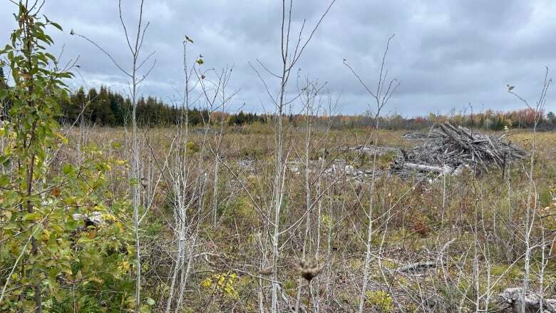 Wetland in west Ottawa lost status after land was cleared