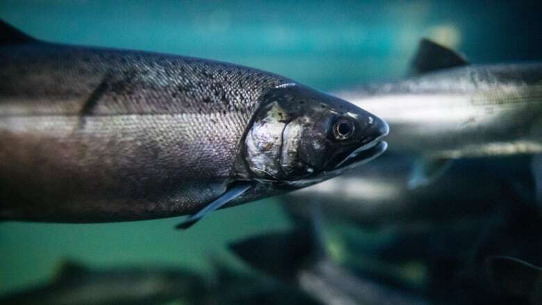 Amid big-box stores and industrial zones, salmon are returning to Metro Vancouver streams