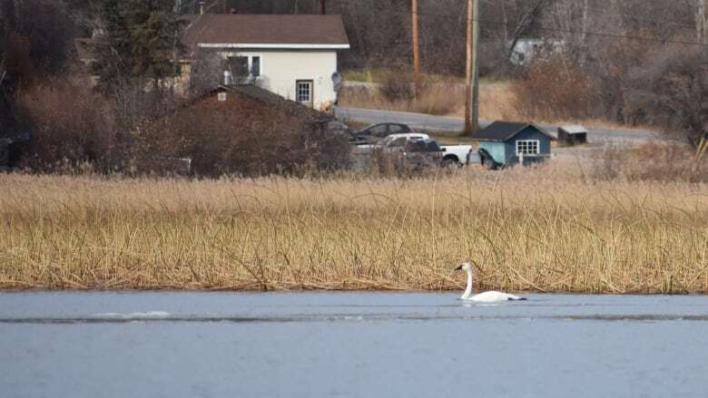 Leaders in Fort Chipewyan, Alta., urge people to avoid Lake Athabasca over contamination concerns