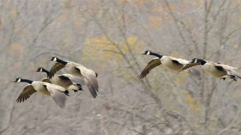 No day of rest for hunters — or geese — as Sunday hunting ban lifted in P.E.I.