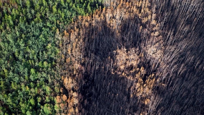 Provincial fire ban issued for large part of northern Sask.