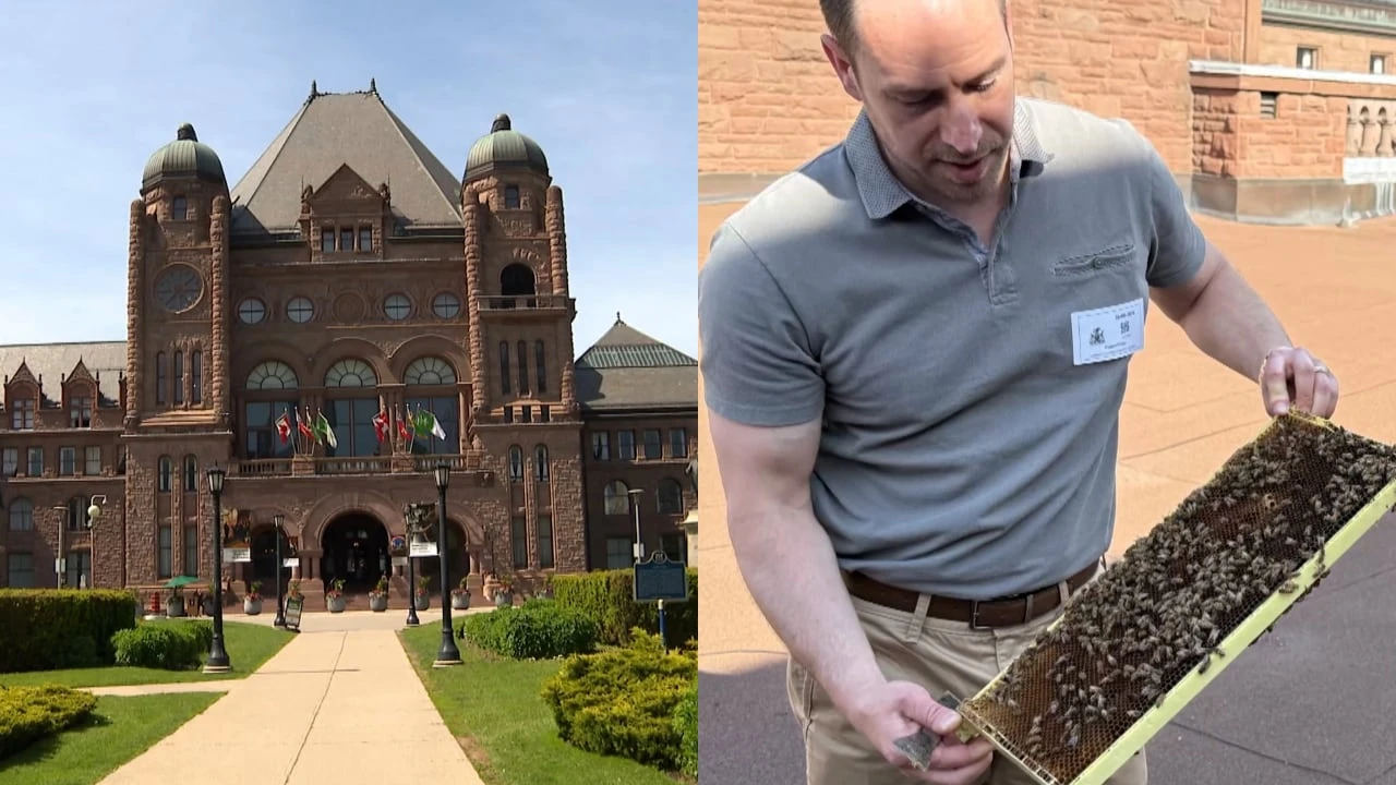 Why honeybees are now living in Ontario's legislature