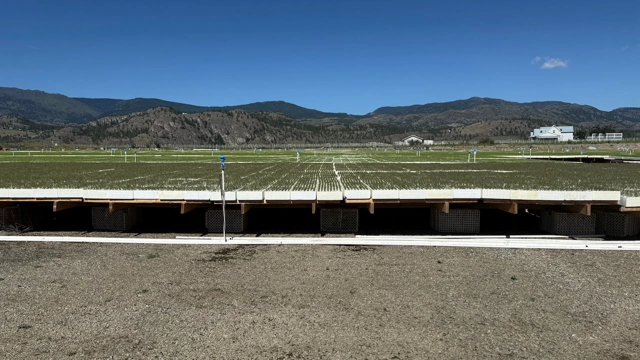 How a First Nation in B.C. is hoping to restore wildfire-ravaged forests with seedlings