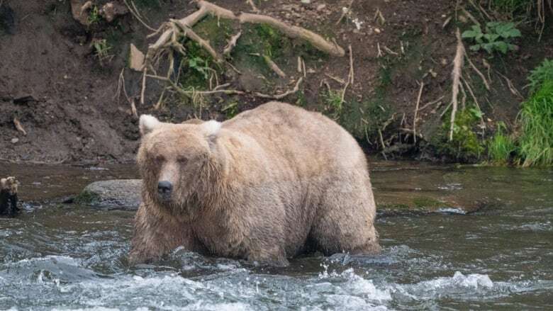 The chunkiest of chunks face off in Alaska's Fat Bear Week