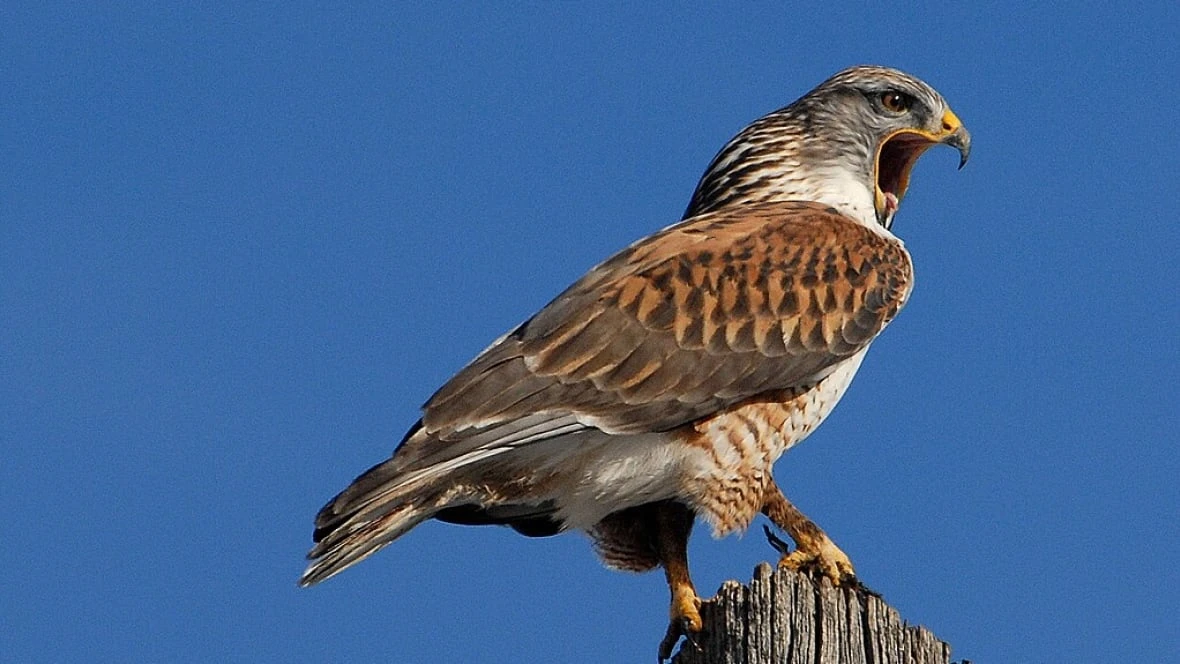 Defence Department fined $10K for destroying nest of threatened hawk species