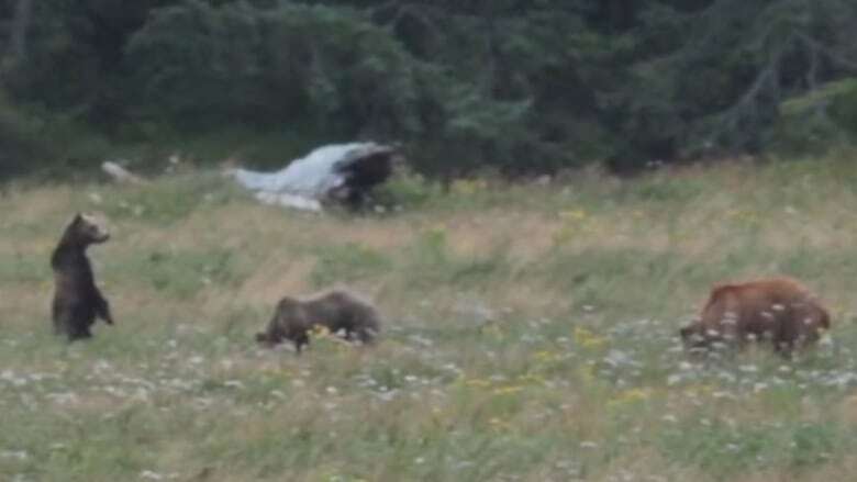 B.C. wildlife photographer films grizzly bear clash with elk