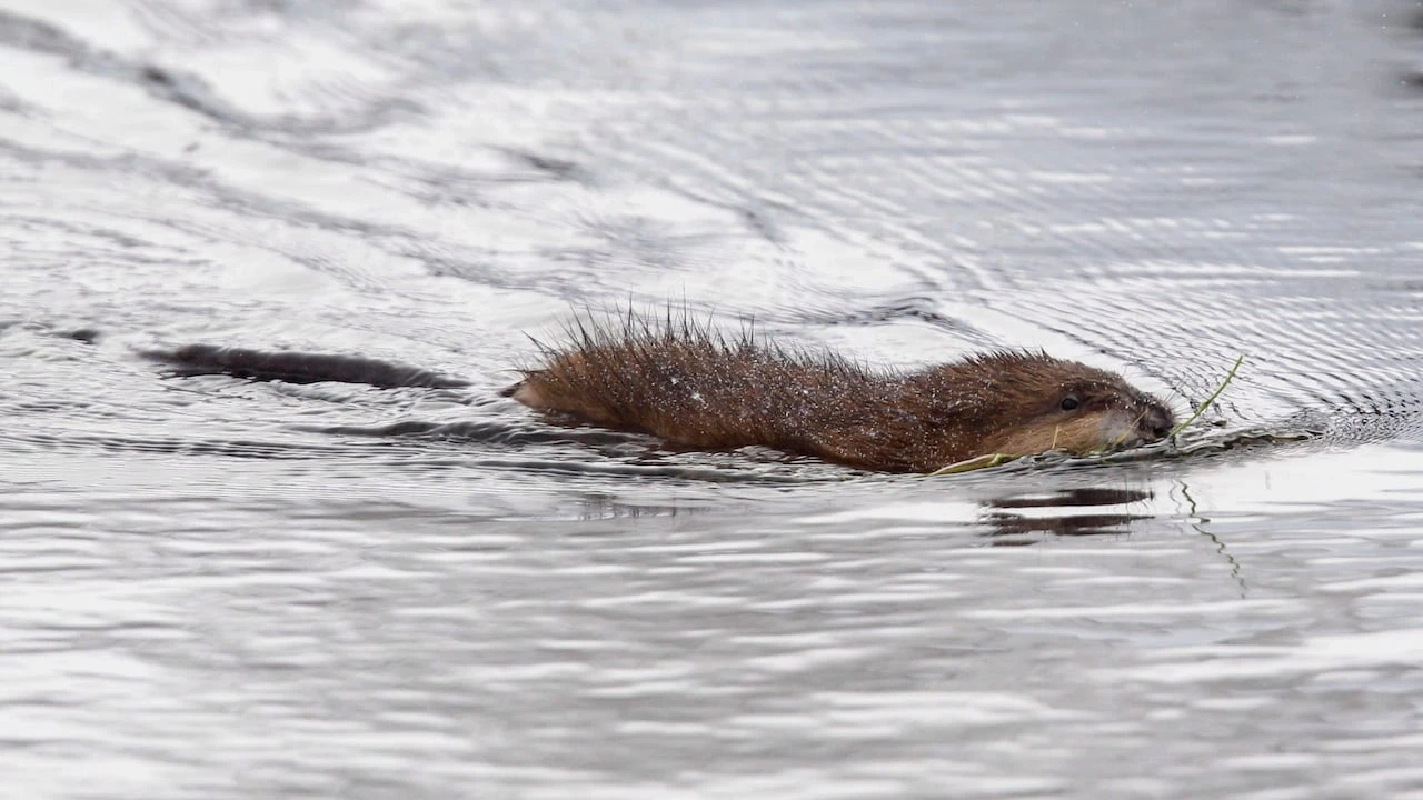 Muskrat considered 'species at risk’ in N.W.T. after ‘persistent drought’
