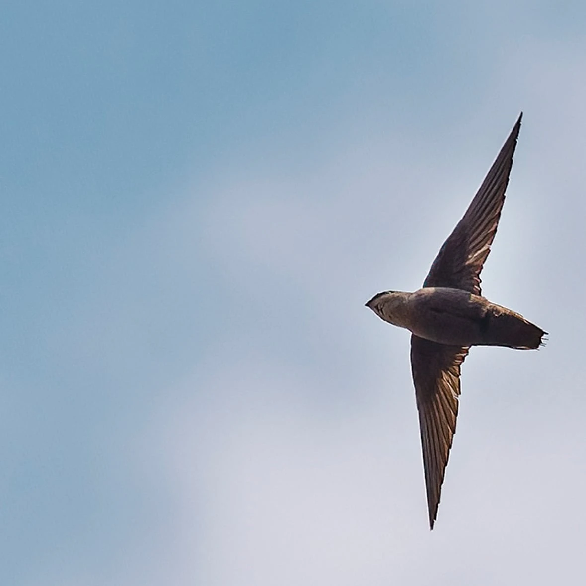 Chimney swifts' housing crisis creates hurdle for affordable housing providers