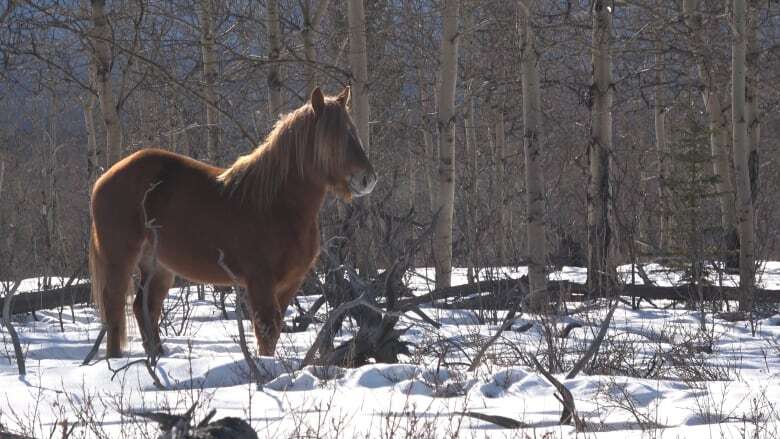 Wild stallion illegally shot and killed in Yukon's Ibex Valley, local society believes