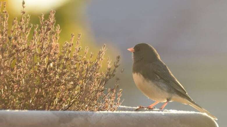 What bird best represents Kitchener? Residents will choose as city gets 'bird-friendly' designation