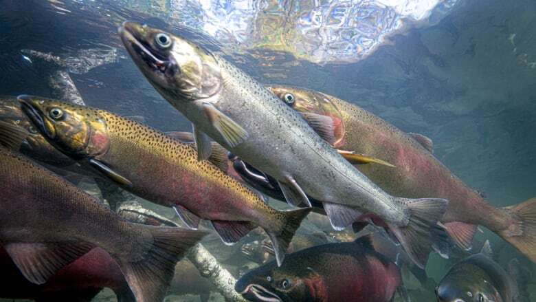 Salmon populations in decline across B.C. and the Yukon: report