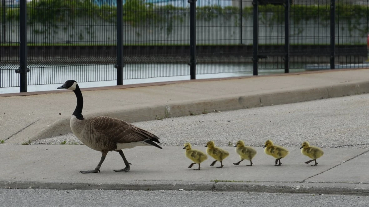 Militant approach needed to control Windsor's Canada goose population, says expert