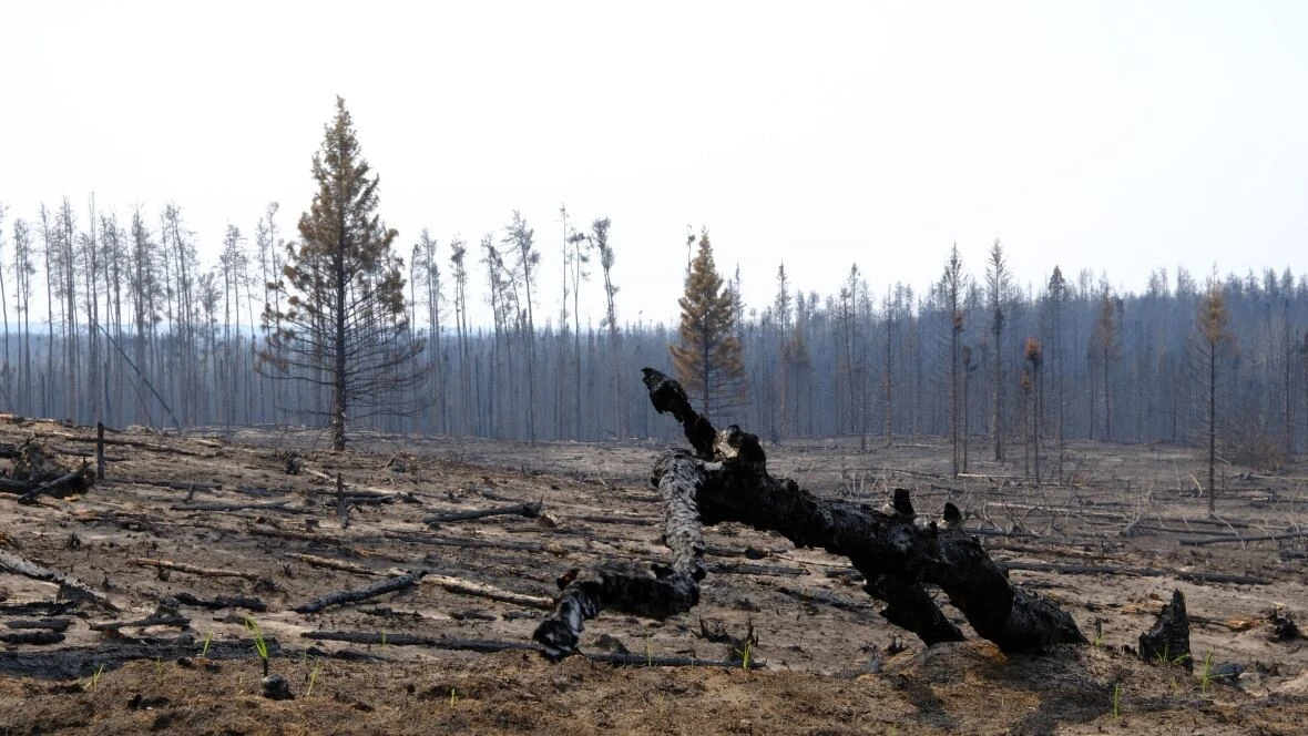 Northern Sask. mayor calls province's wildfire evacuation response 'disgusting'