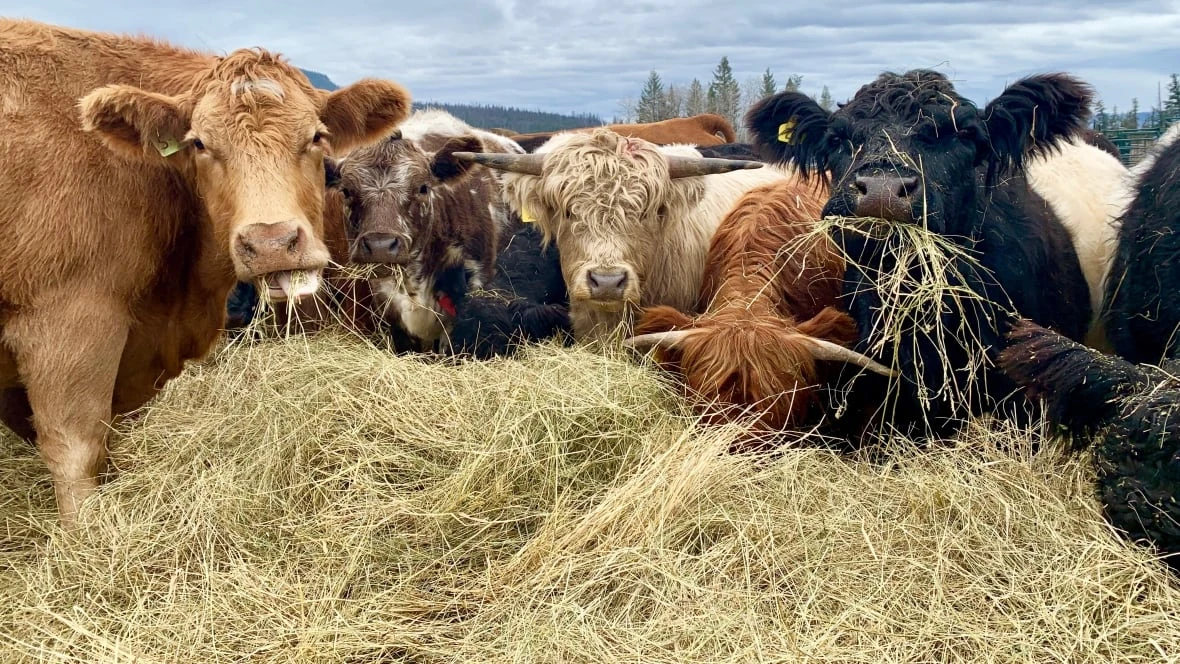 B.C. beef farmers say they're caught in the middle of a public service strike