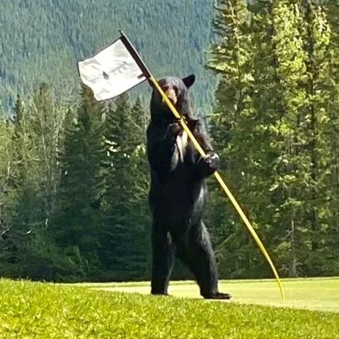 'Bear birdie': Golfers tee off with wildlife in Kananaskis