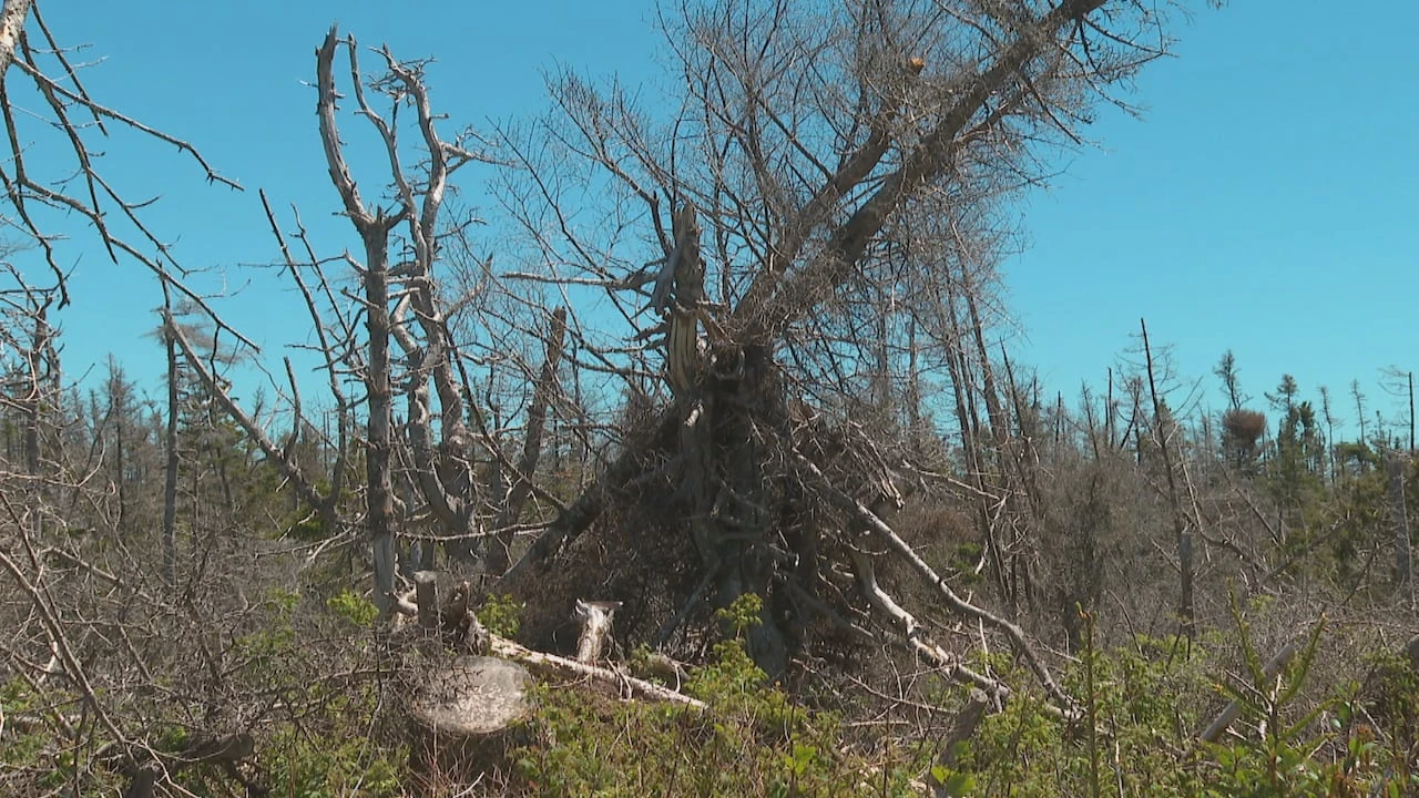 Fallen trees from past storm heighten wildfire unease in Cape Breton