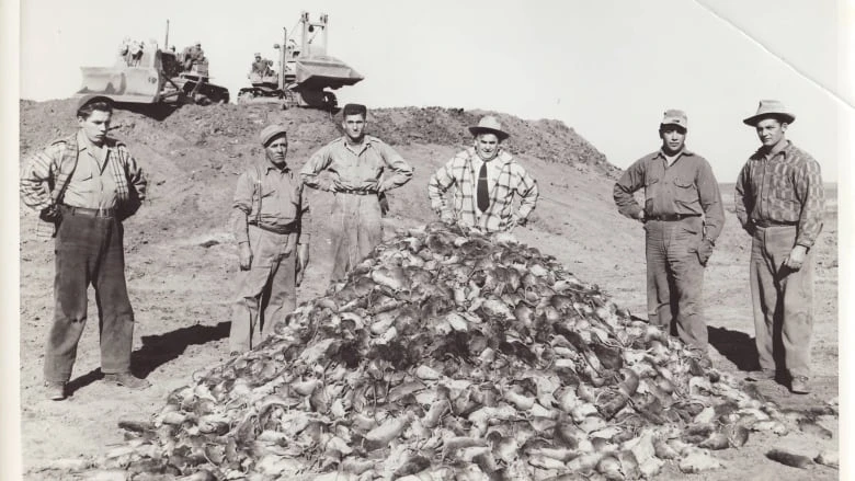 75 years of Alberta's mission to keep rats at bay