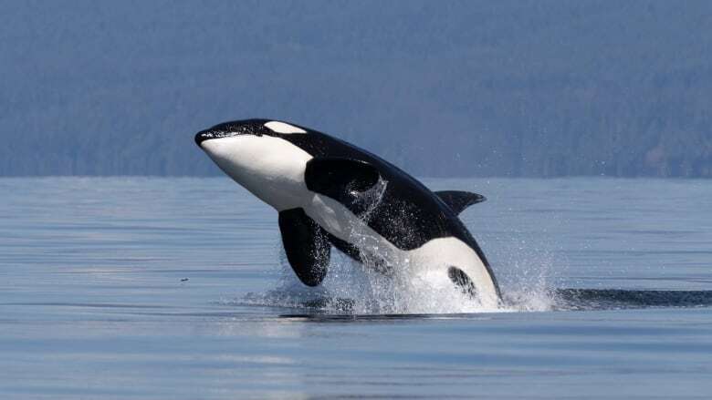 Bigg's killer whale sightings continue upward trend in Salish Sea