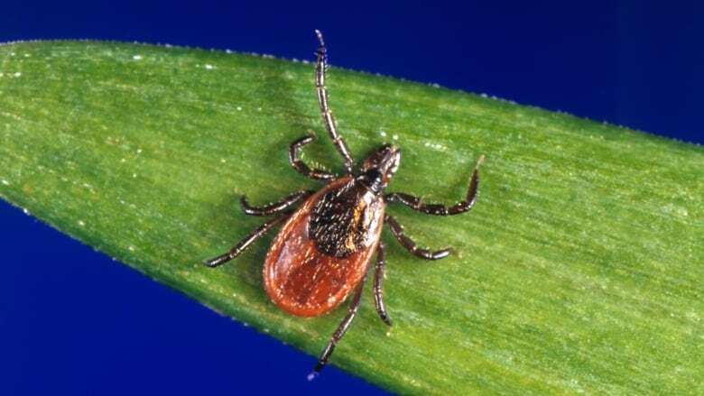 North Bay Parry Sound Health Unit to stop getting ticks tested for Lyme disease