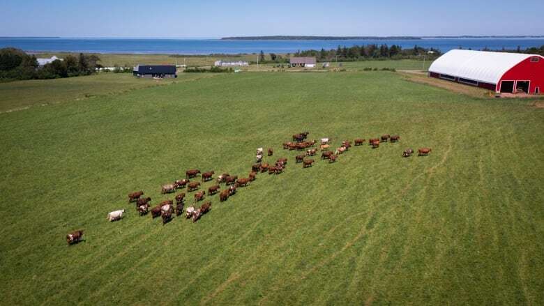 P.E.I. farmland loss reaching crisis levels, warns federation of agriculture