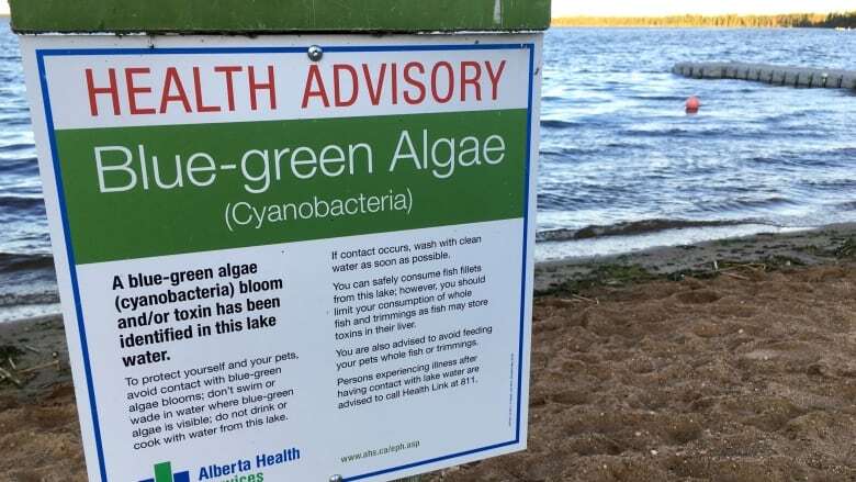 Blue-green algae could be coming to a lake near you as Alberta heat wave continues