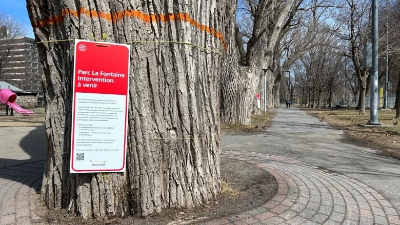 Montreal readies to cut massive trees in La Fontaine Park to protect public