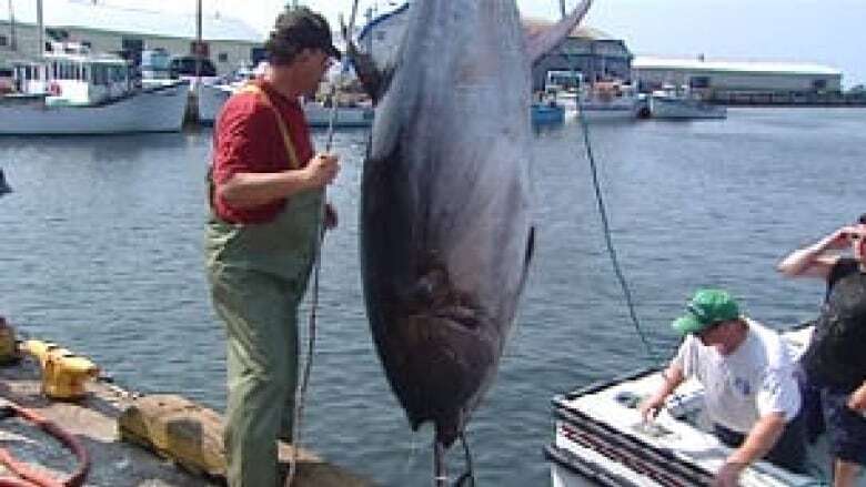 Tuna fishers spending big money chasing fish off northeast P.E.I.