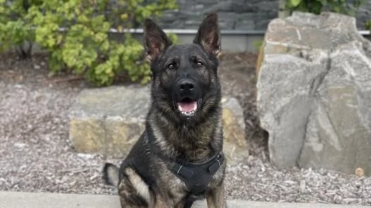 Man suing Prince George RCMP after alleged unprovoked police dog attack