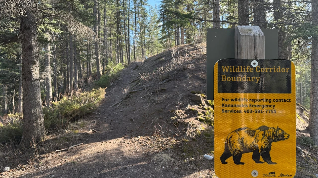 Grizzly bear bluff charge closes popular stretch of Kananaskis highway