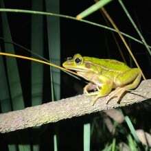 Why do these mosquitoes keep perching on the nostrils of frogs who want to eat them?