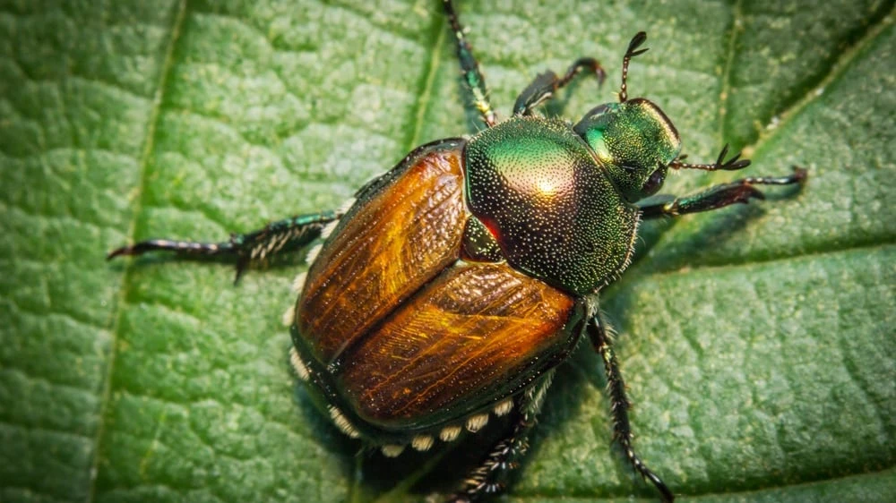 Will treating soil protect against Japanese beetles? Experts say it will take time to find out