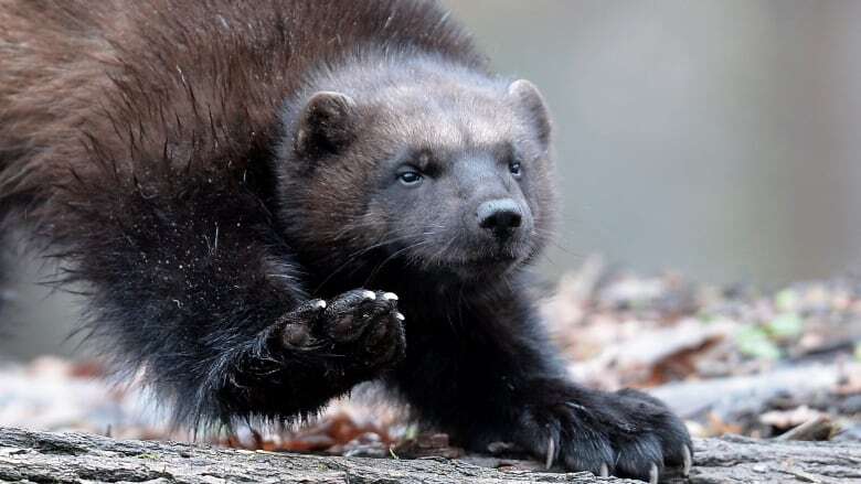 Alberta's new wolverine trapping rules lead to divide between trappers and researchers