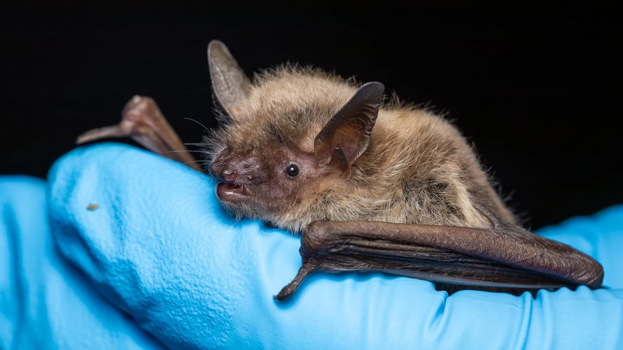 Public asked to once again call bat hotline to report sightings of the endangered flying mammals