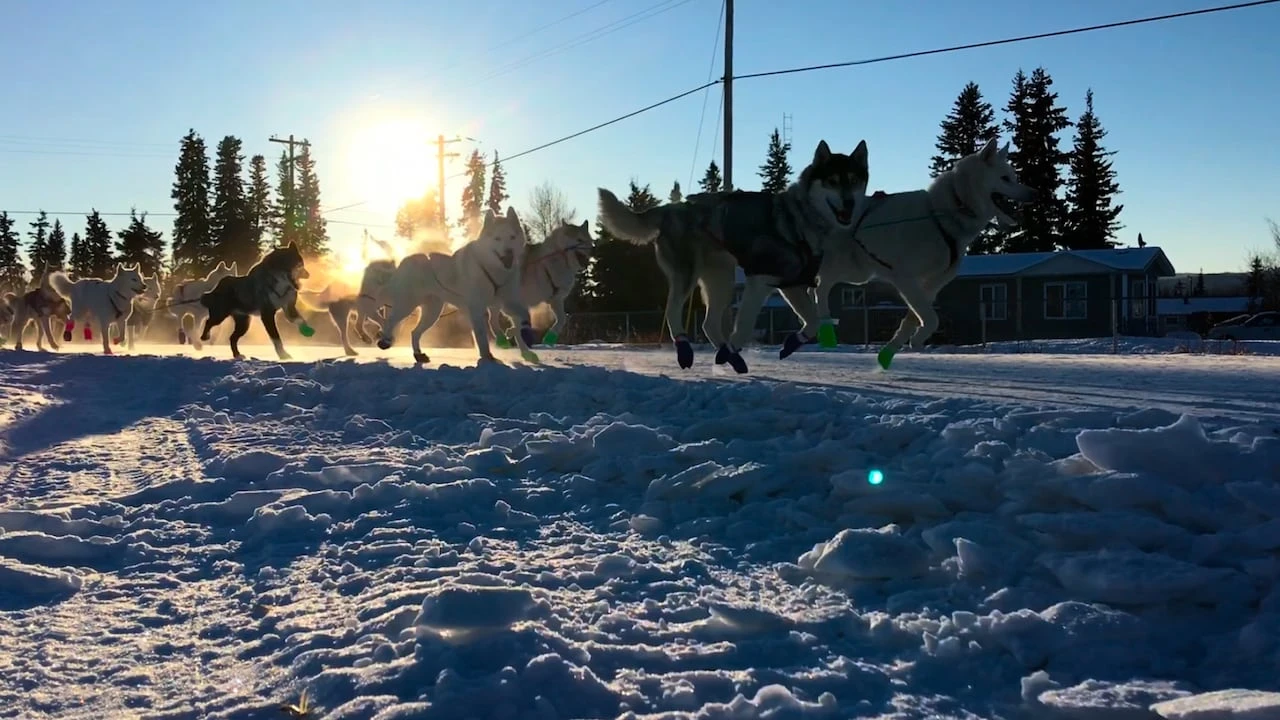 Yukon Quest sled dog race returning in 2027, organizers say