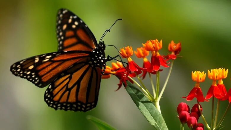 Butterfly sightings in Metro Vancouver plummet