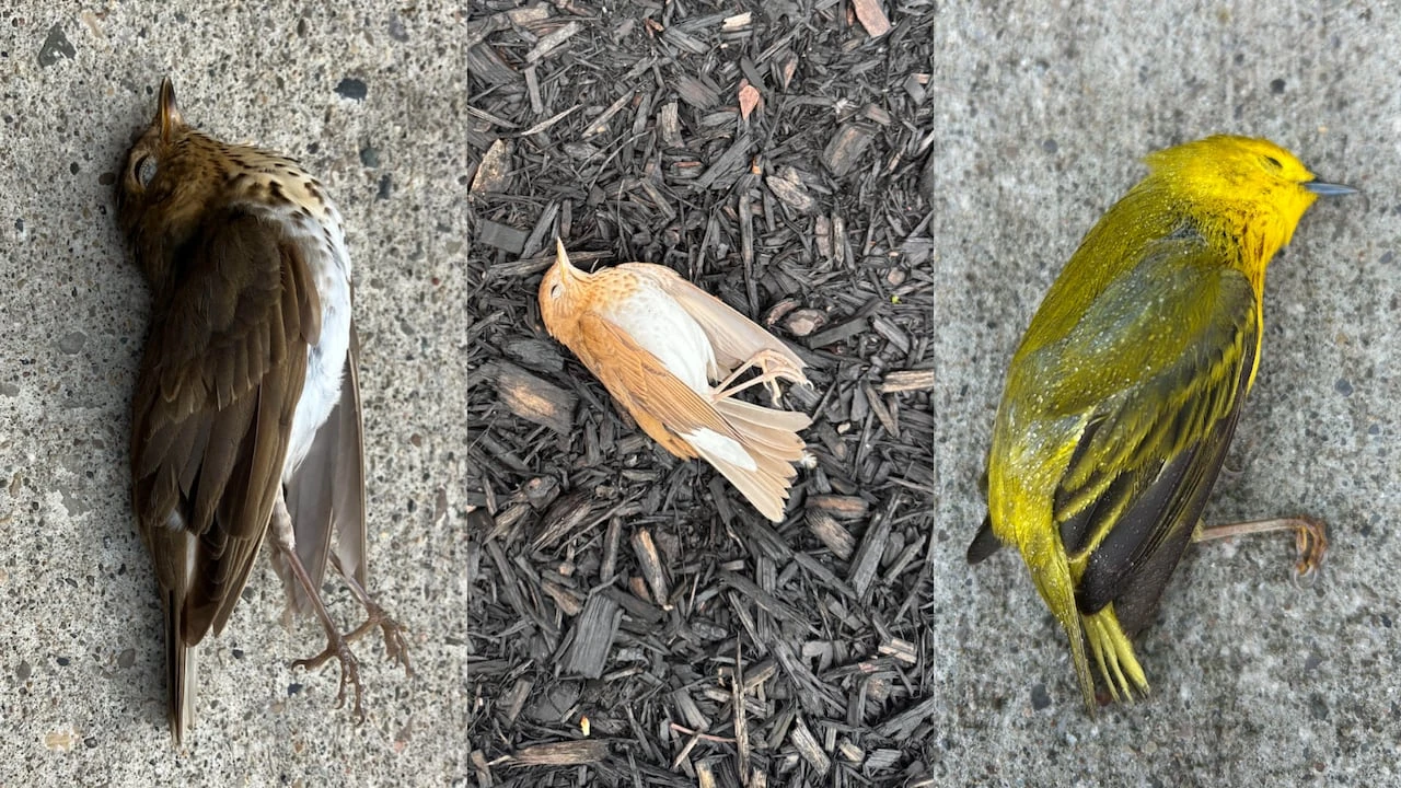 Collisions into windows are killing birds in Kitchener. This advocate is trying to help them
