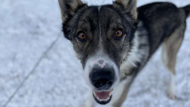 New route, new rules, new era: Mushers gearing up for a Yukon Quest reboot