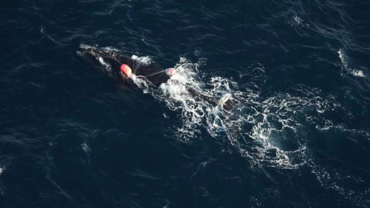 Entangled right whale seen off P.E.I. coast is likely in poor health, says rescue group