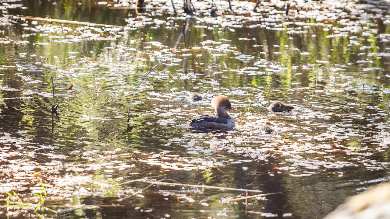 Residents push for conservation of north Nanaimo wetland