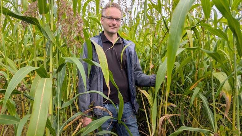 P.E.I. research zeroes in on new kind of cover crop to help break pest and disease cycles