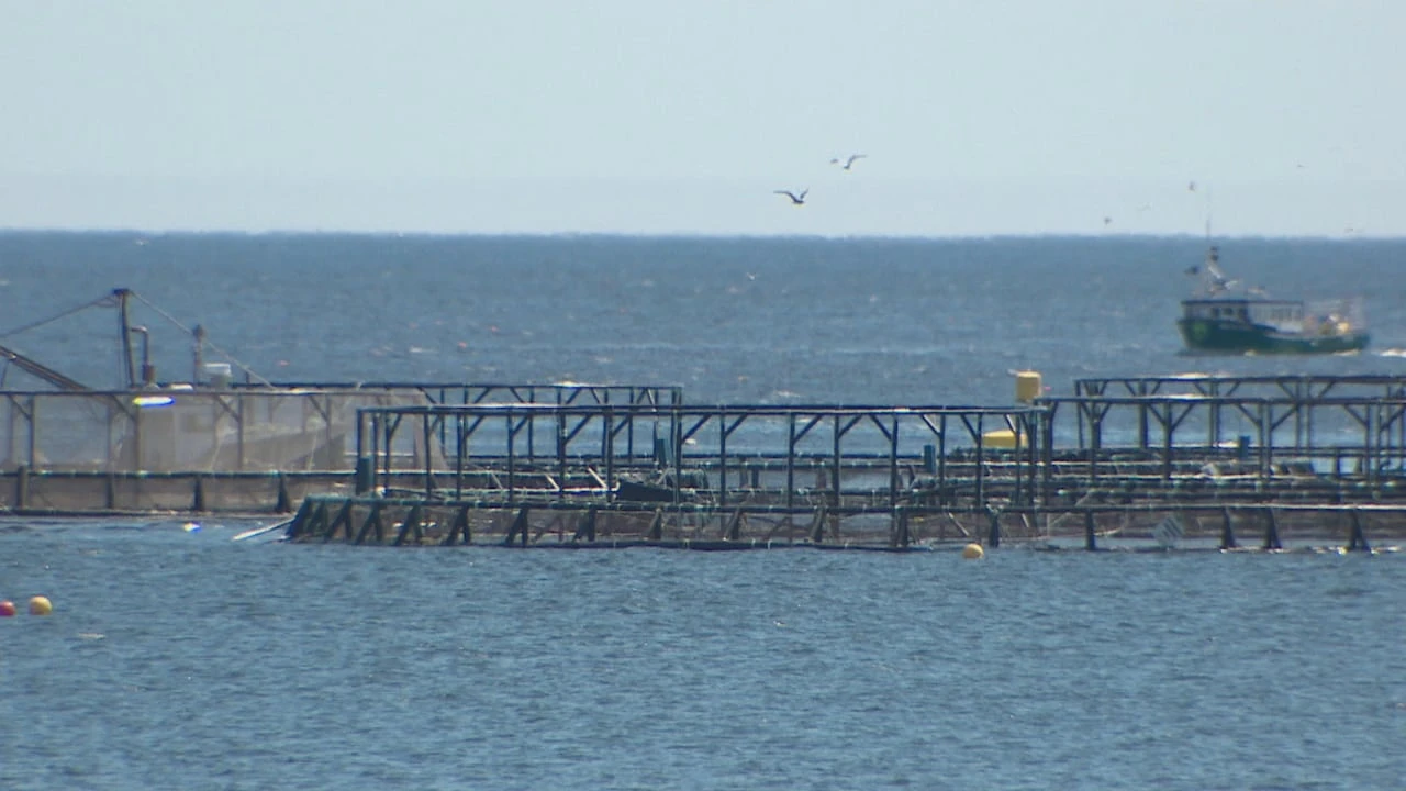 Opinions clash over N.S. plan to grow aquaculture in 3-year seafood strategy