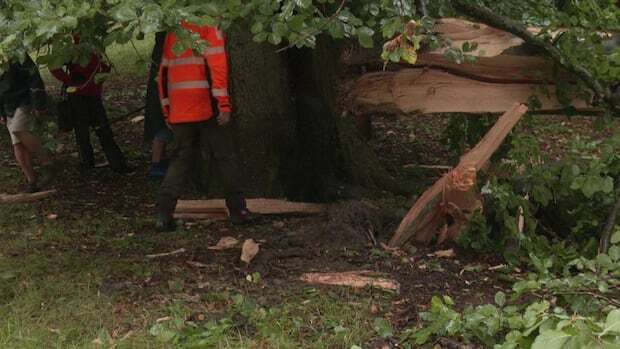 Timber! Danish park uses dynamite to trim tree branches