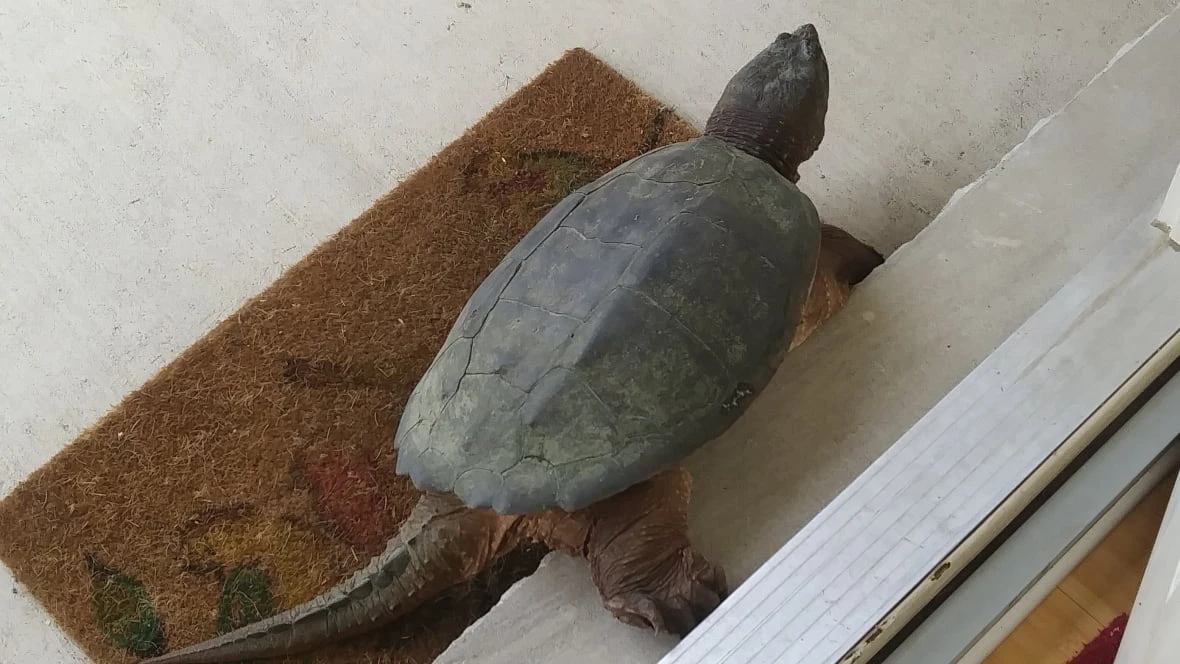 Snapping turtles show up at London man's home for yearly ride to Thames River