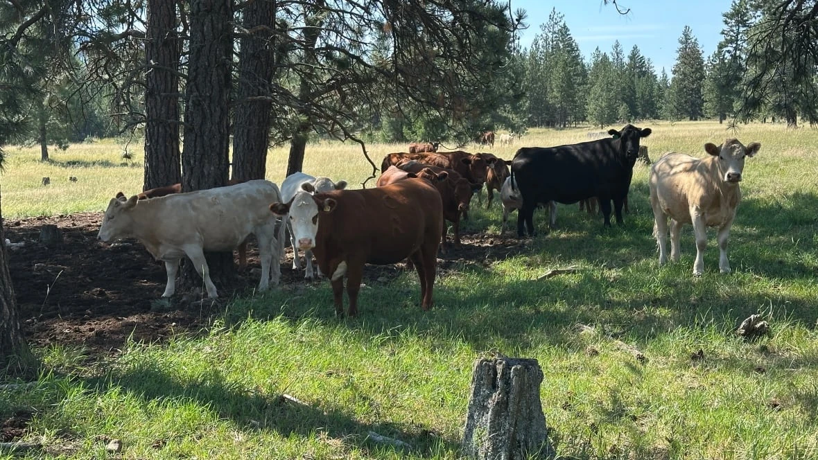 Investigation launched after 11 dead cattle found in B.C.'s Cariboo region