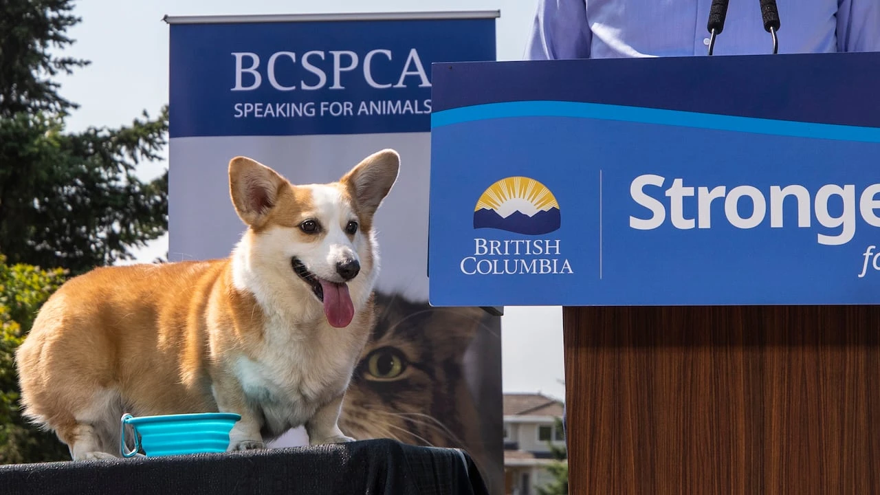 SPCA workers in B.C.'s Lower Mainland vote in favour of strike action
