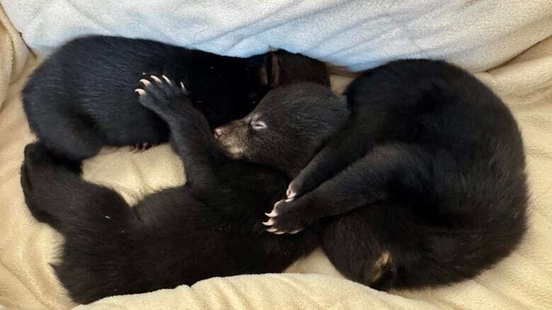 Orphaned bear cubs from Dryden area find new temporary home