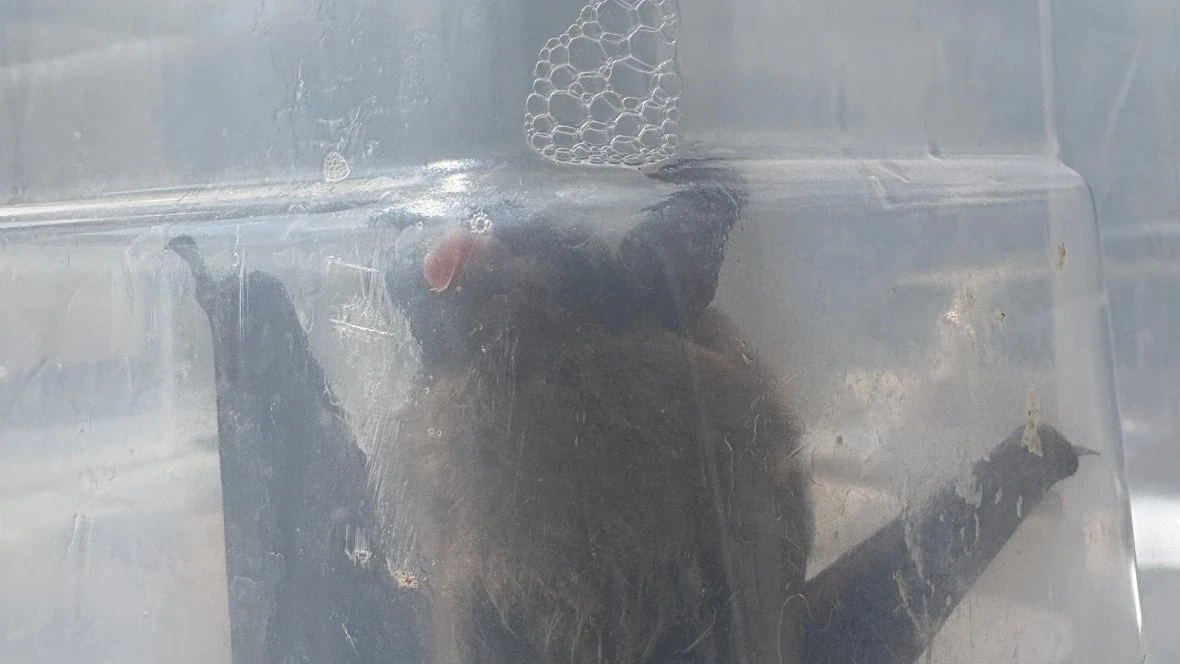 Brantford, Ont., daycare closes temporarily after child finds rabid bat, hands it to worker