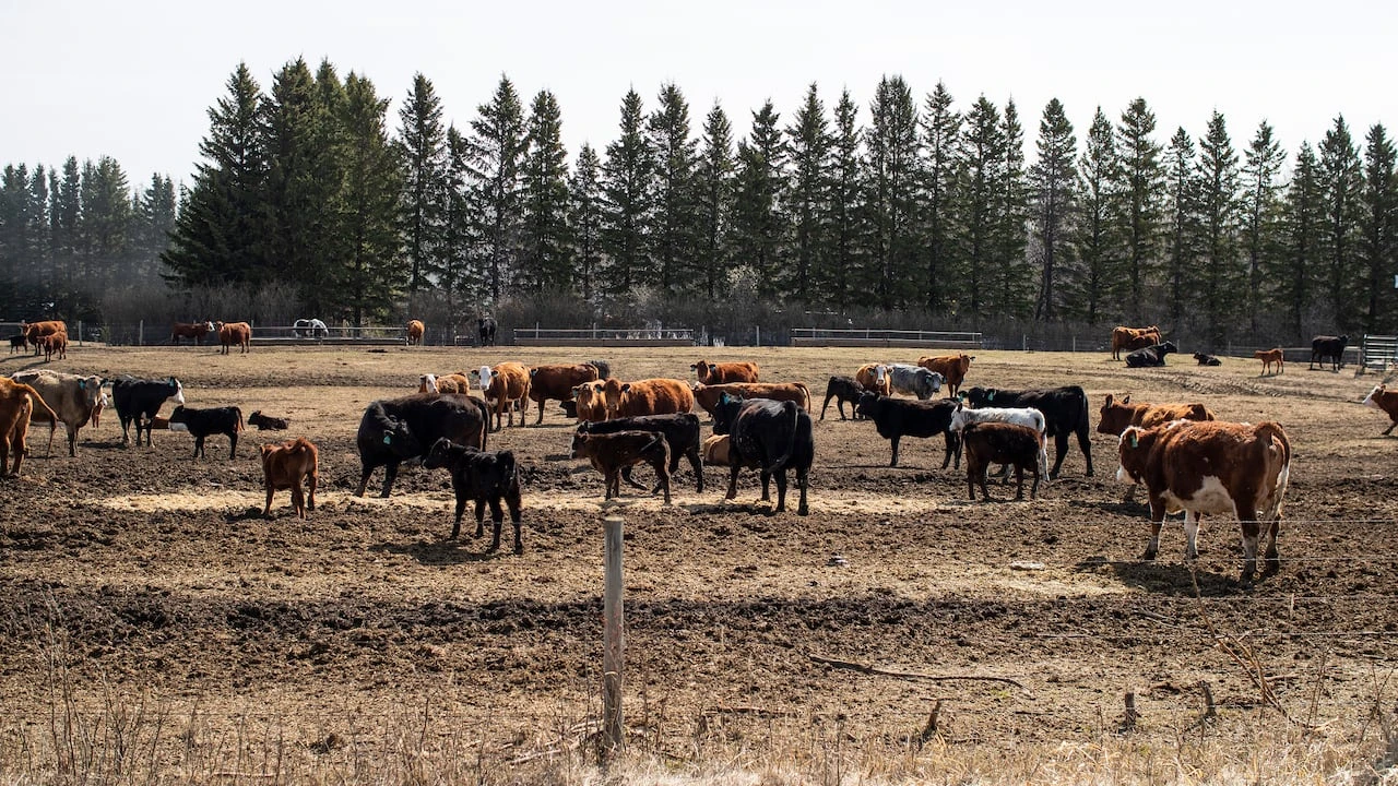 Canadian ranchers want U.K. trade deal terminated